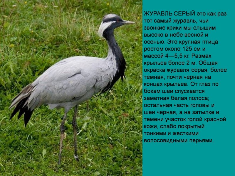 Перелетные птицы серый журавль