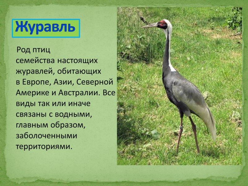 Стерх птенец