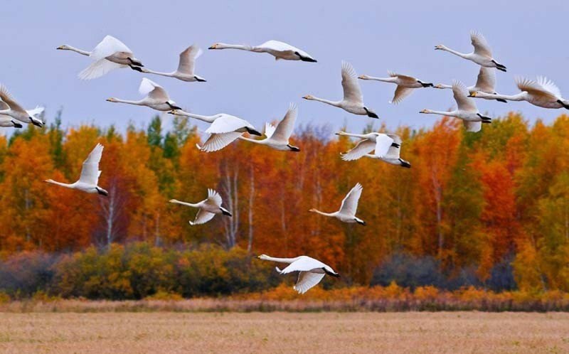Журавль фото птицы картинки для детей