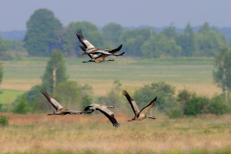 Серый журавль Grus Grus