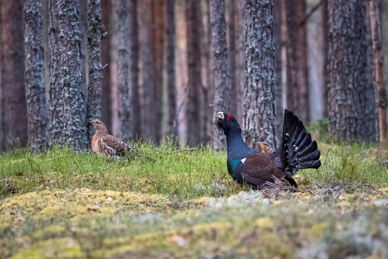 Глухарь в осеннем лесу