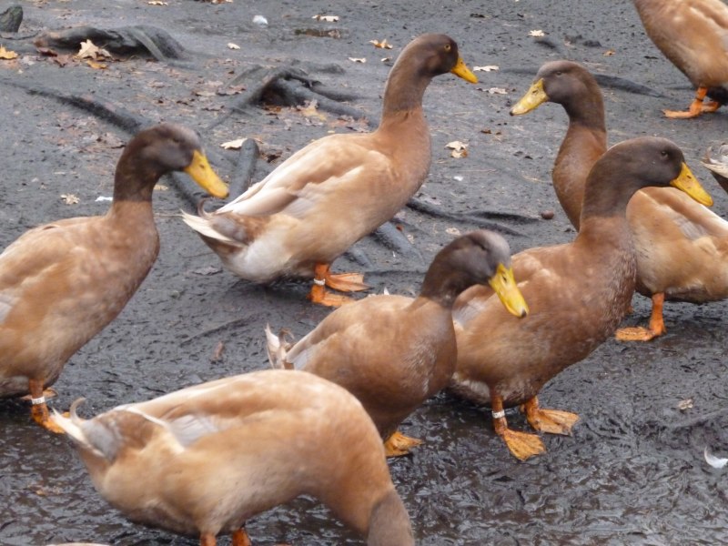 Cairina moschata
