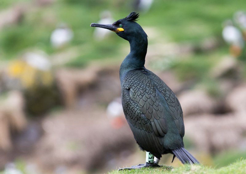 Хохлатый Баклан Phalacrocorax Aristotelis