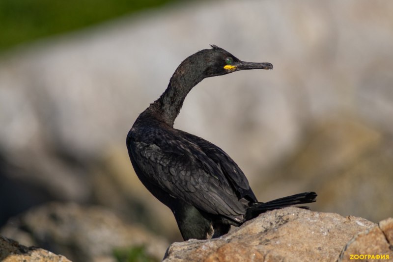 Phalacrocorax capillatus