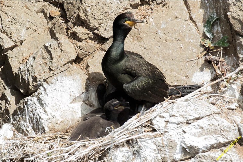 Phalacrocorax Aristotelis