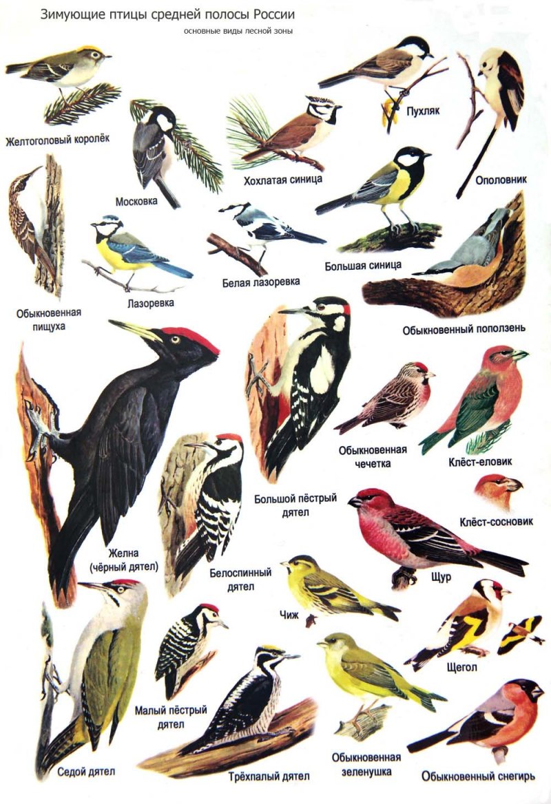 Фото птиц ленинградской области с названиями виды