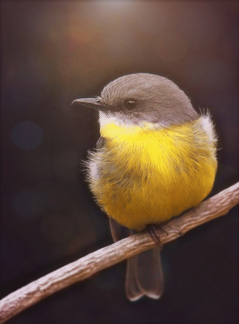Yellow Robin