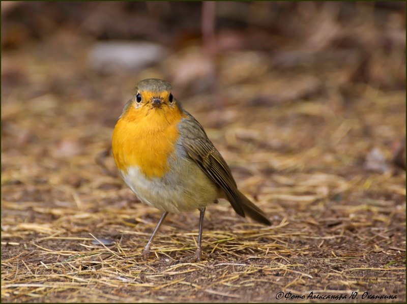 A Robin Малиновка