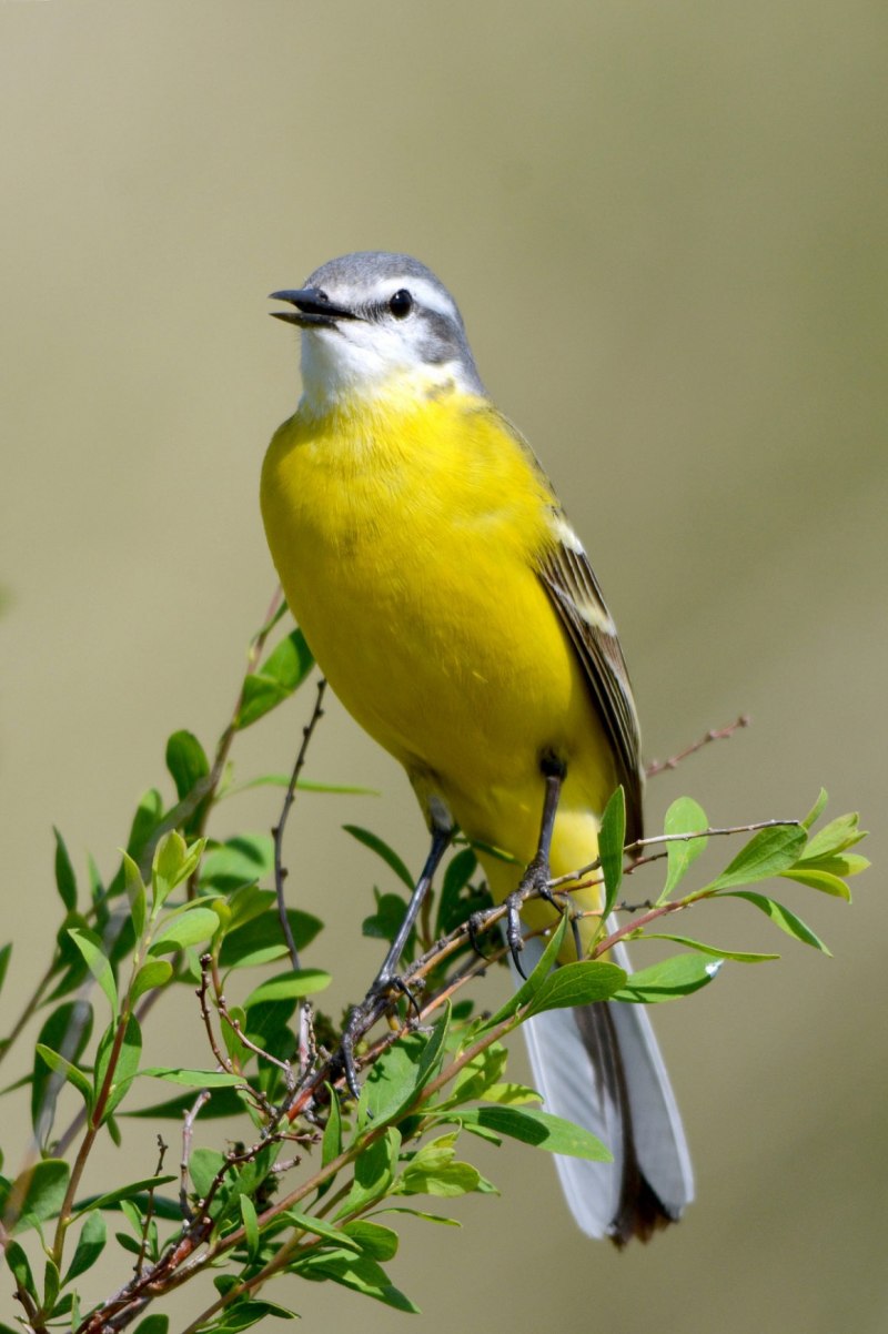 Жёлтая трясогузка (Motacilla Flava). Птицы Сибири