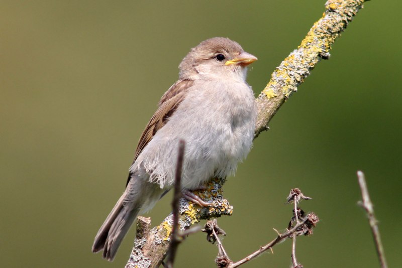 Cnemophilus macgregorii