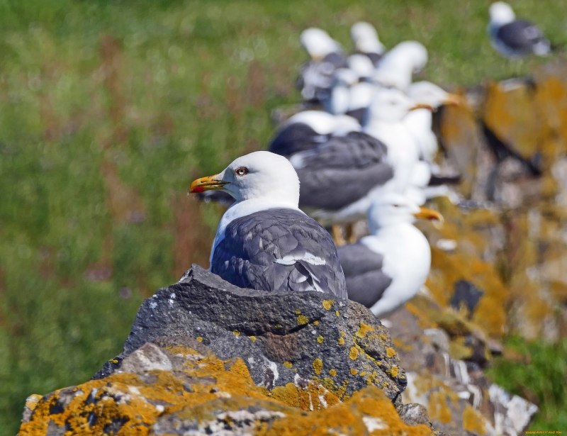 Бургомистр (Larus hyperboreus)