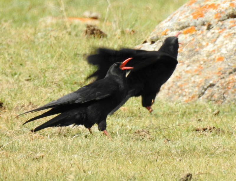 Pyrrhocorax Pyrrhocorax
