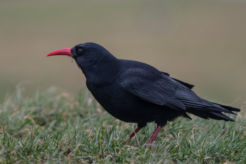 Pyrrhocorax Pyrrhocorax