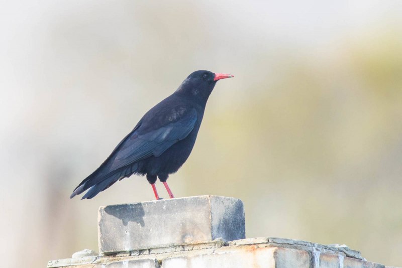 Клушица (Pyrrhocorax Pyrrhocorax)
