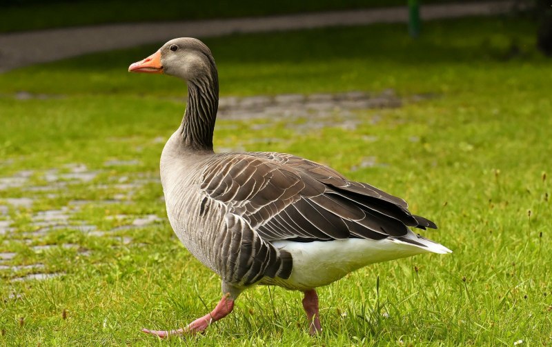 Geese Sound
