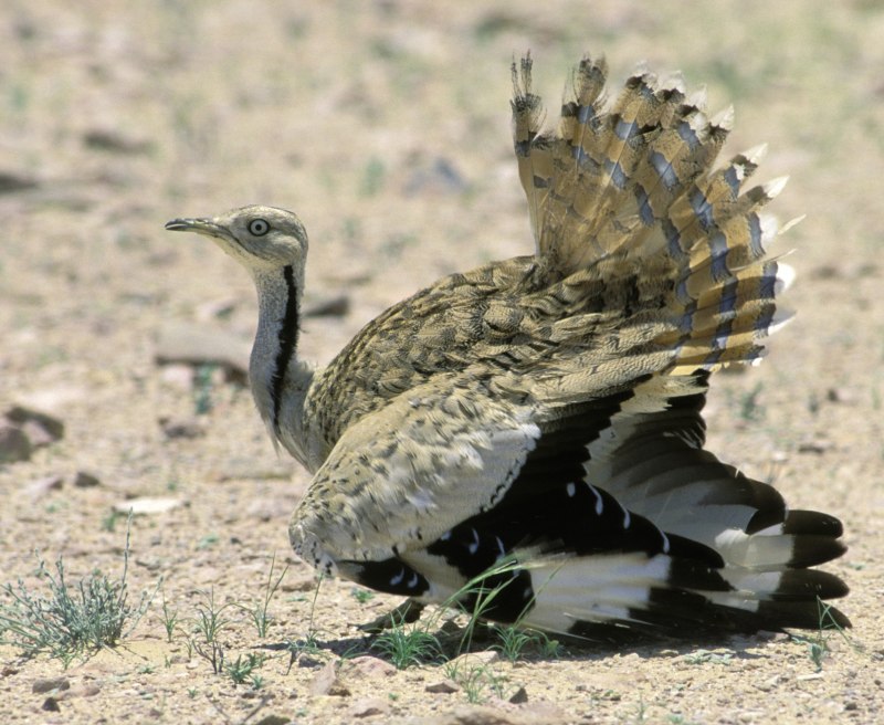 Houbara Bustard