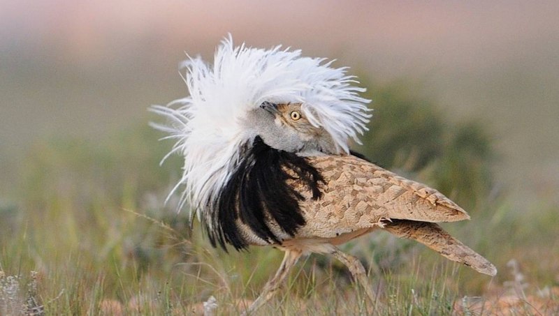 Houbara Bustard