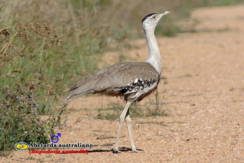 Australian Bustard