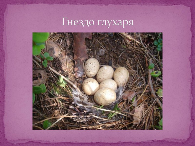 Гнездо тетерева