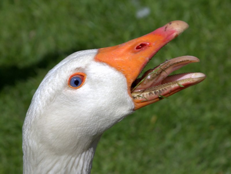 Шея гуся