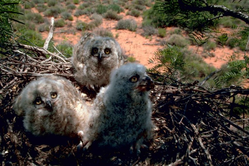 Great Horned Owl птенец