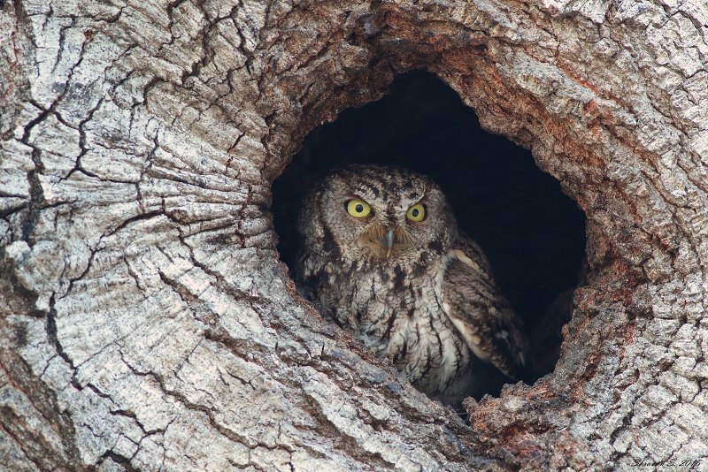 Megascops kennicottii