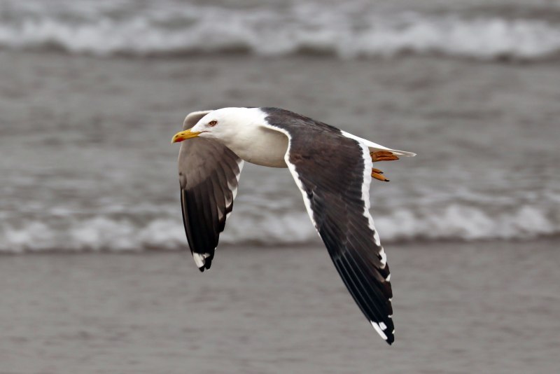 Клуша Larus fuscus