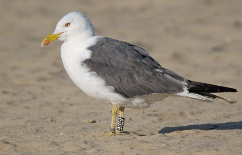 Larus Marinus
