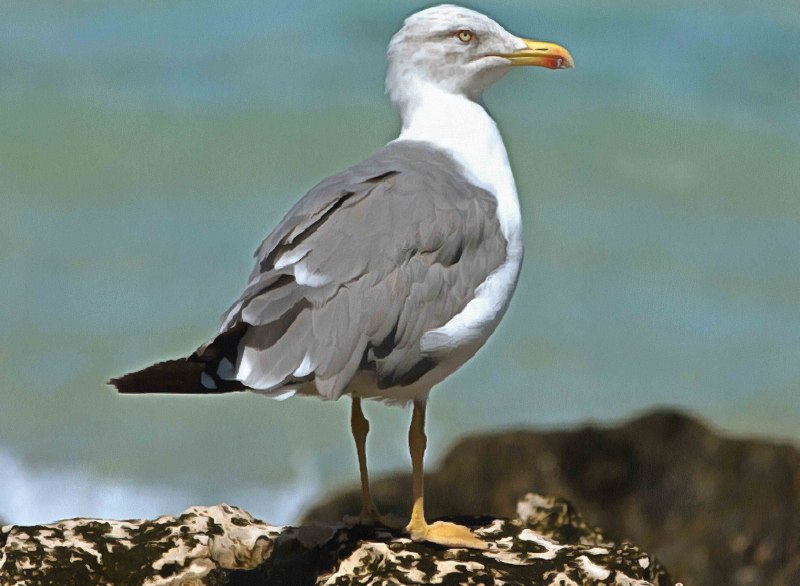Бургомистр (Larus hyperboreus)