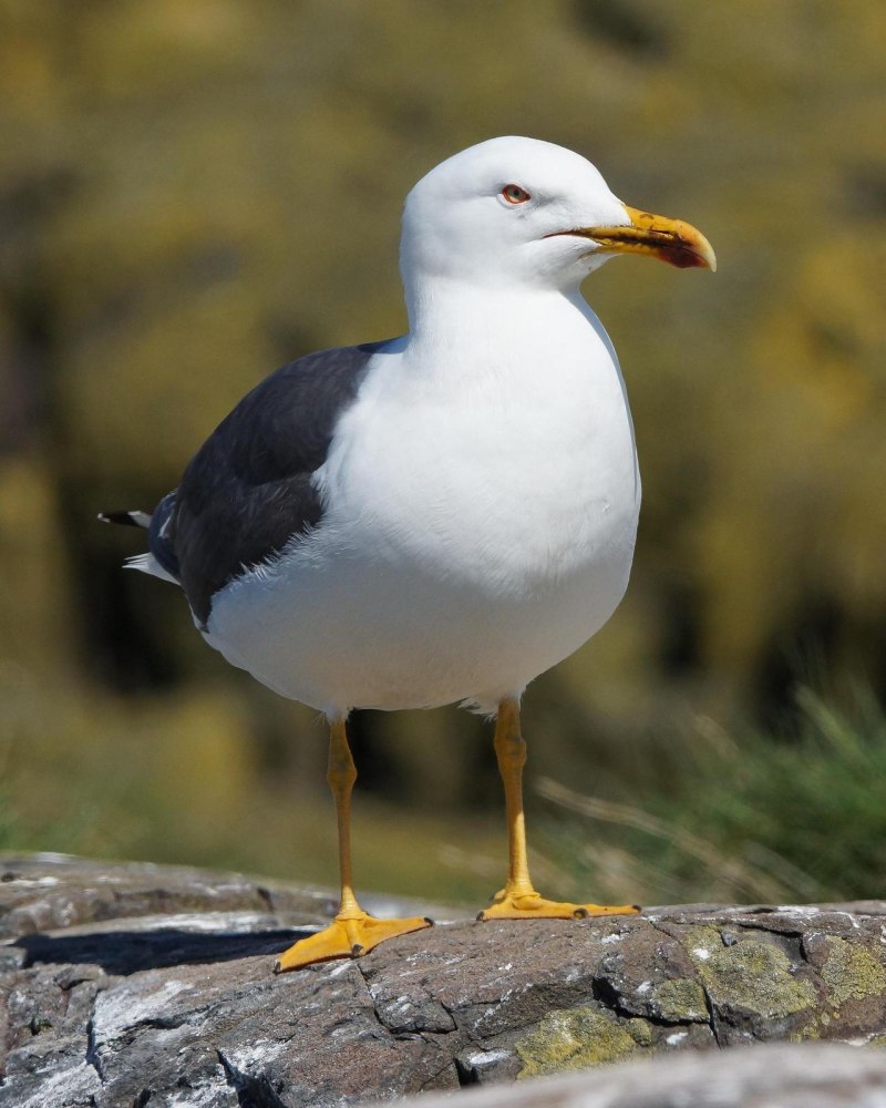 Larus fuscus