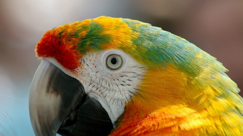 Попугай Macaw ок