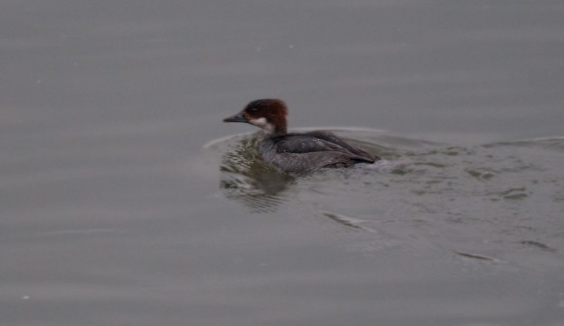 Common Merganser