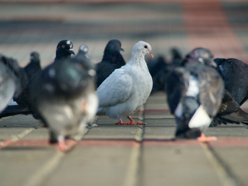 Paris Carrier Pigeons