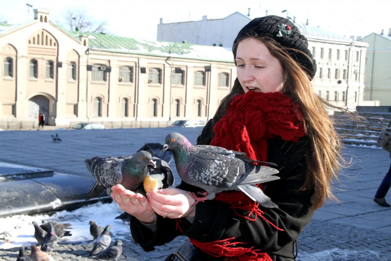 Голубь клюнул
