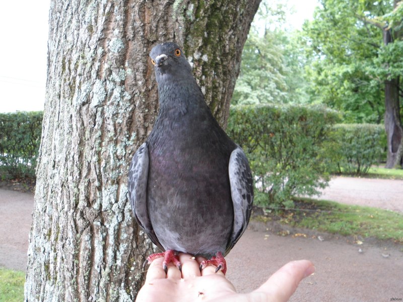 Голубь кушает
