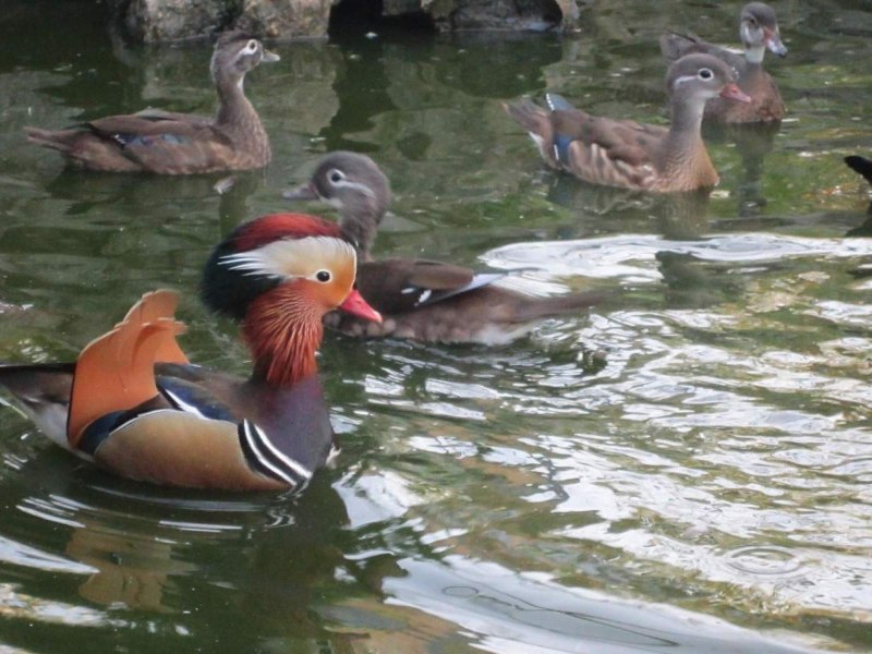 Монета утка Мандаринка Aix galericulata