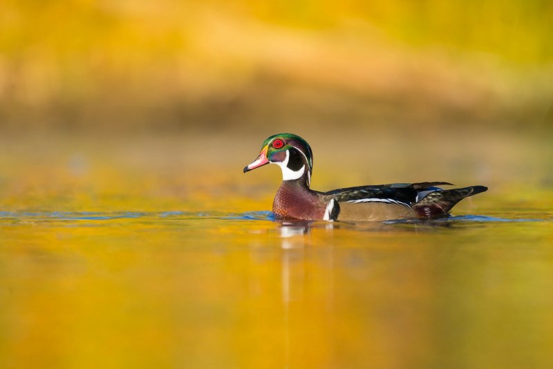 Мандаринка Aix galericulata