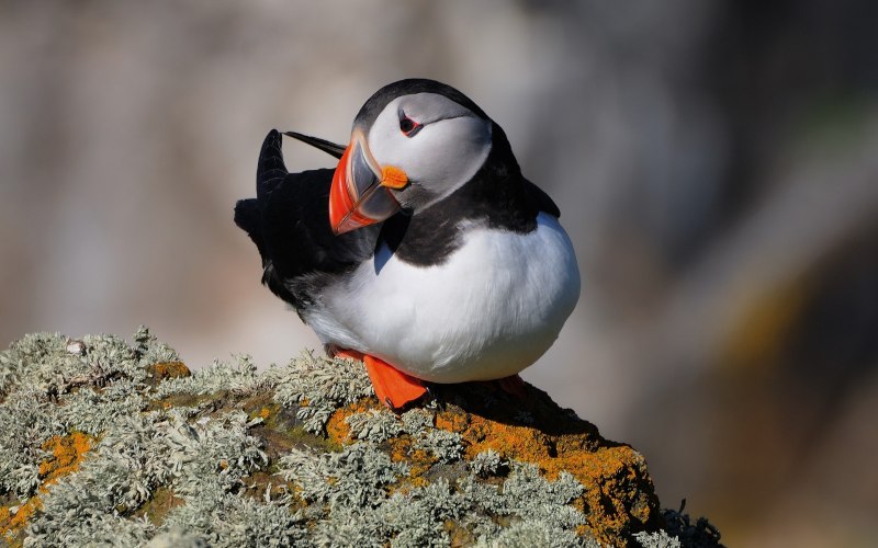 Тупик Fratercula Arctica