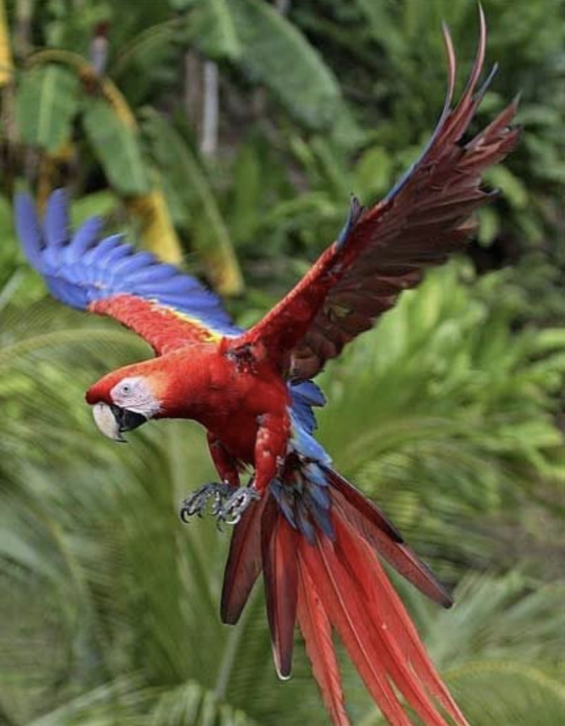 Scarlet Macaw