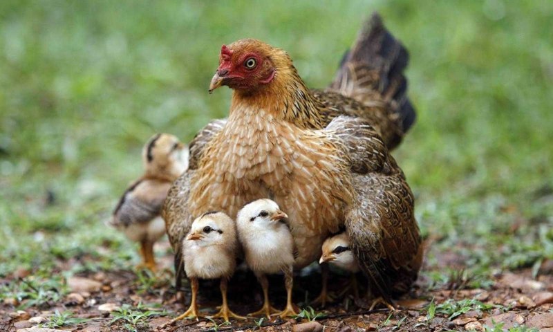 Курица с цыплятами