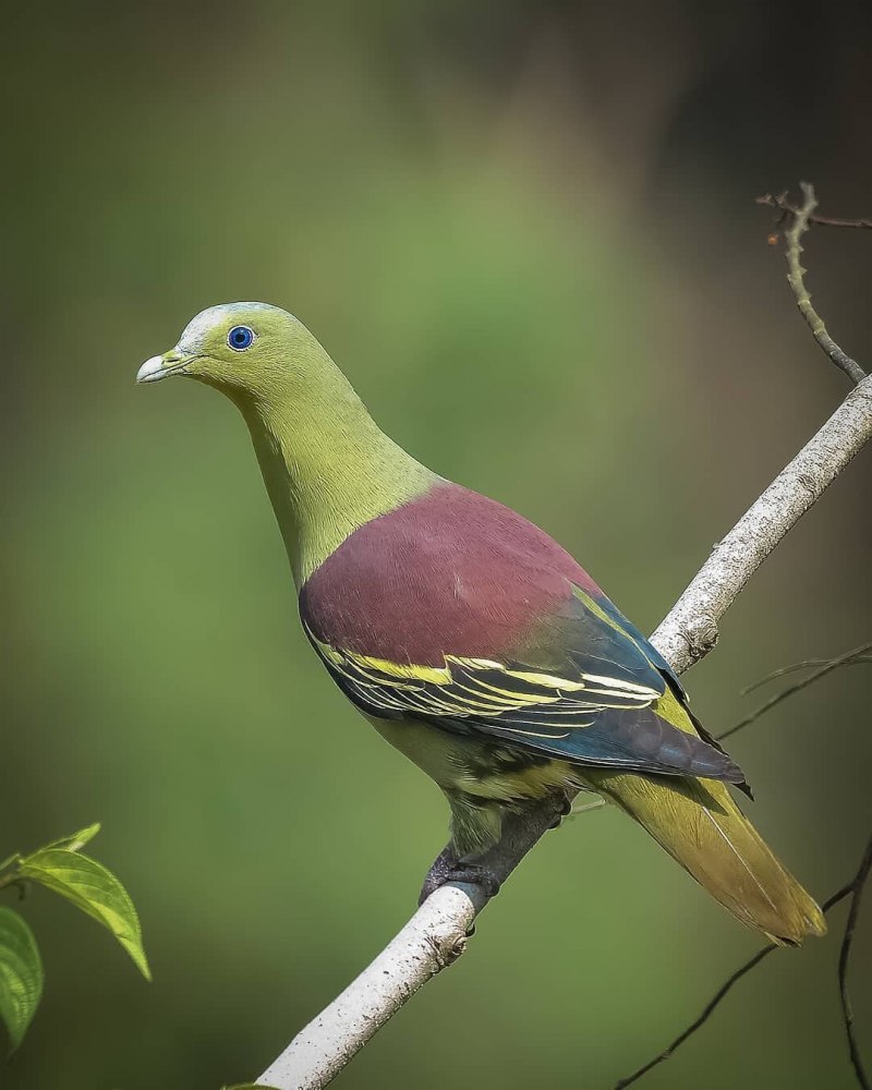 Treron sieboldii