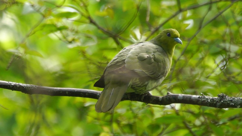 Японский зеленый голубь (46 фото)