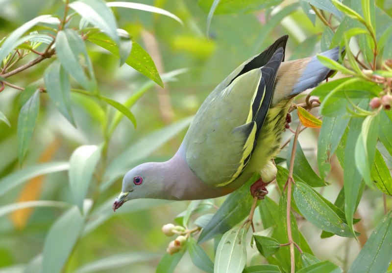 Treron sieboldii