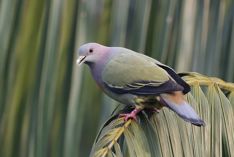 Ramphiculus (Ptilinopus) occipitalis