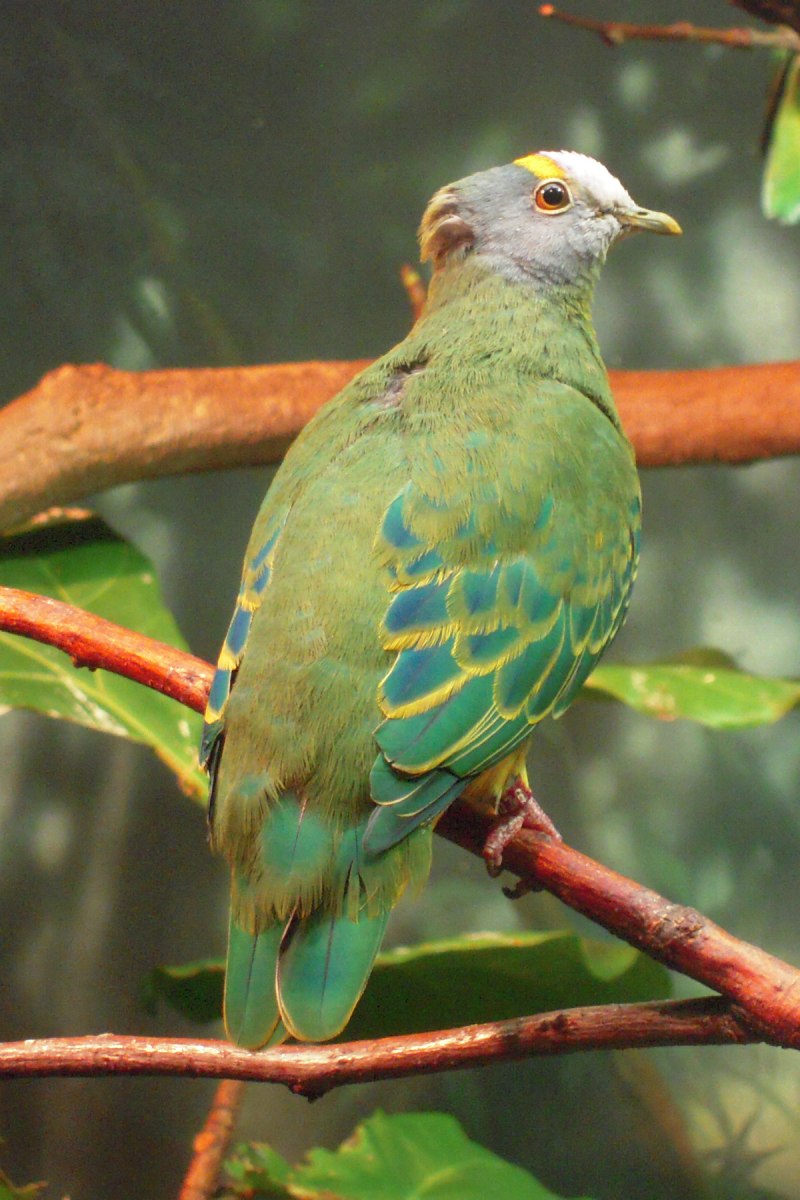 Ptilinopus magnificus