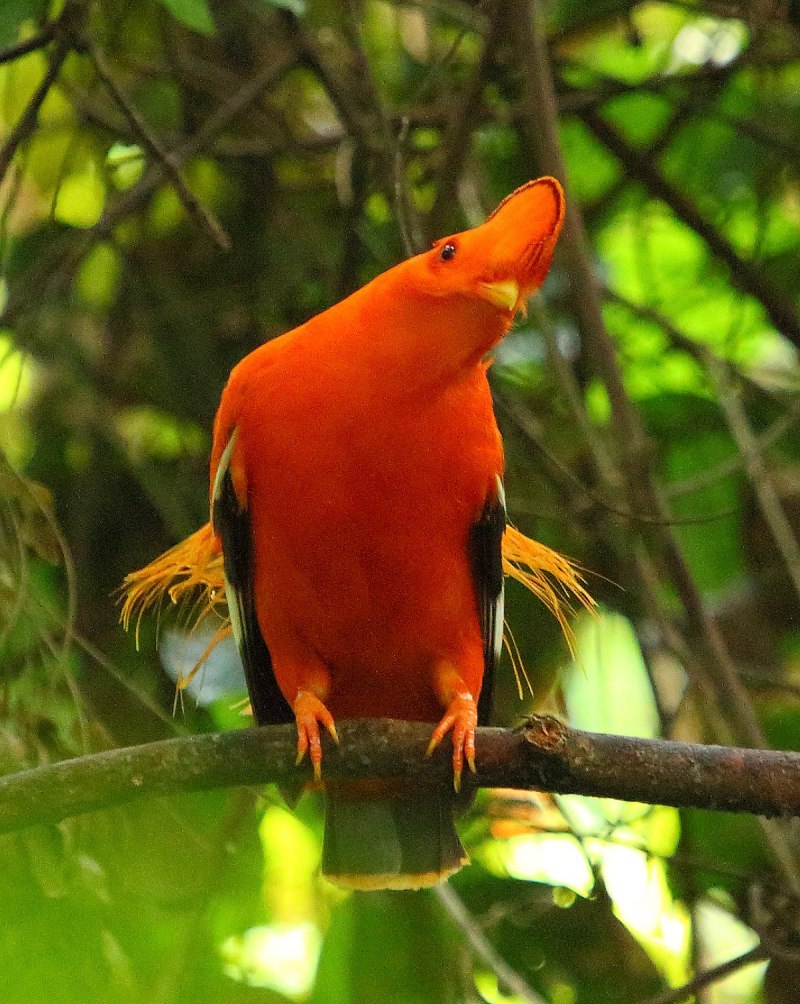 Guianan cock of the Rock
