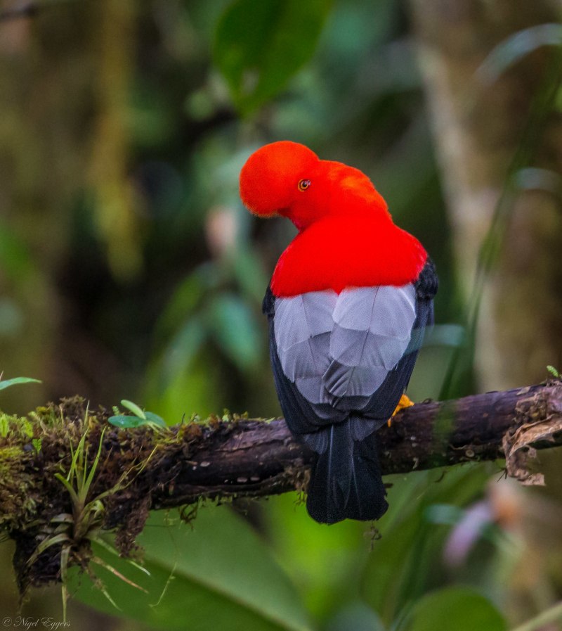 Rupicola peruvianus Andean