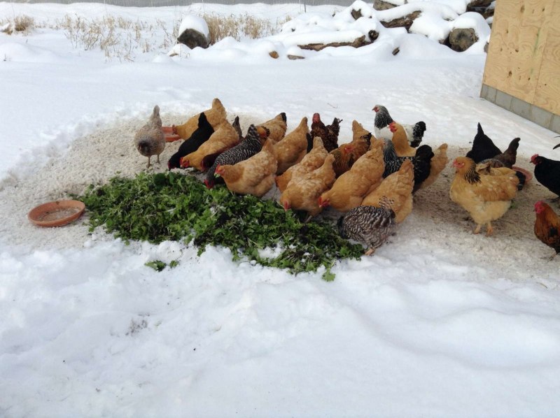 Домашняя птица зимой