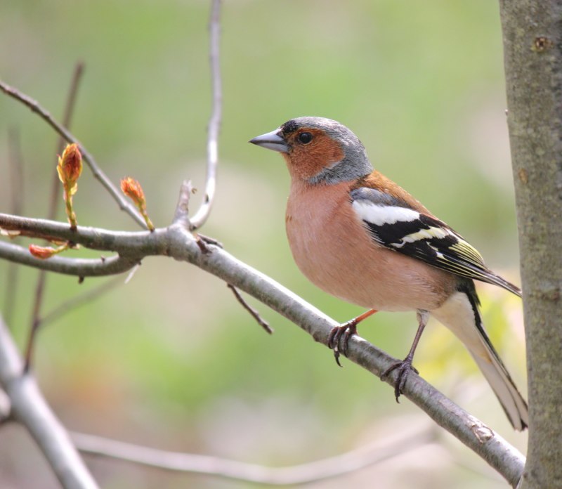 Fringilla COELEBS птенец