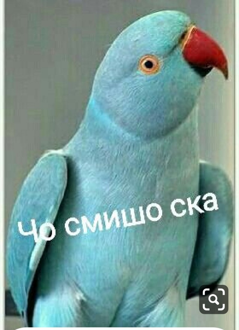 Ожереловый попугай
